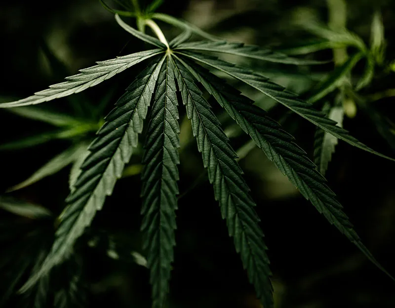 Top 10 Questions to Ask Every Smoke Shop Wholesale Supplier Before Buying